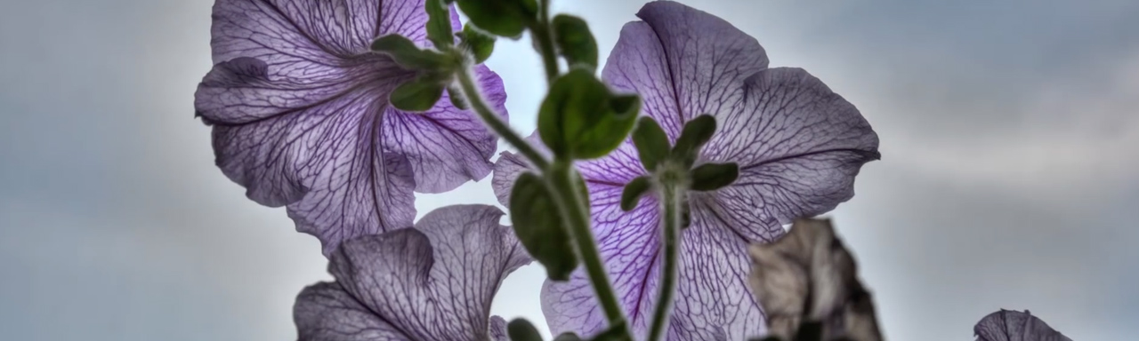 Back lit purple flowers