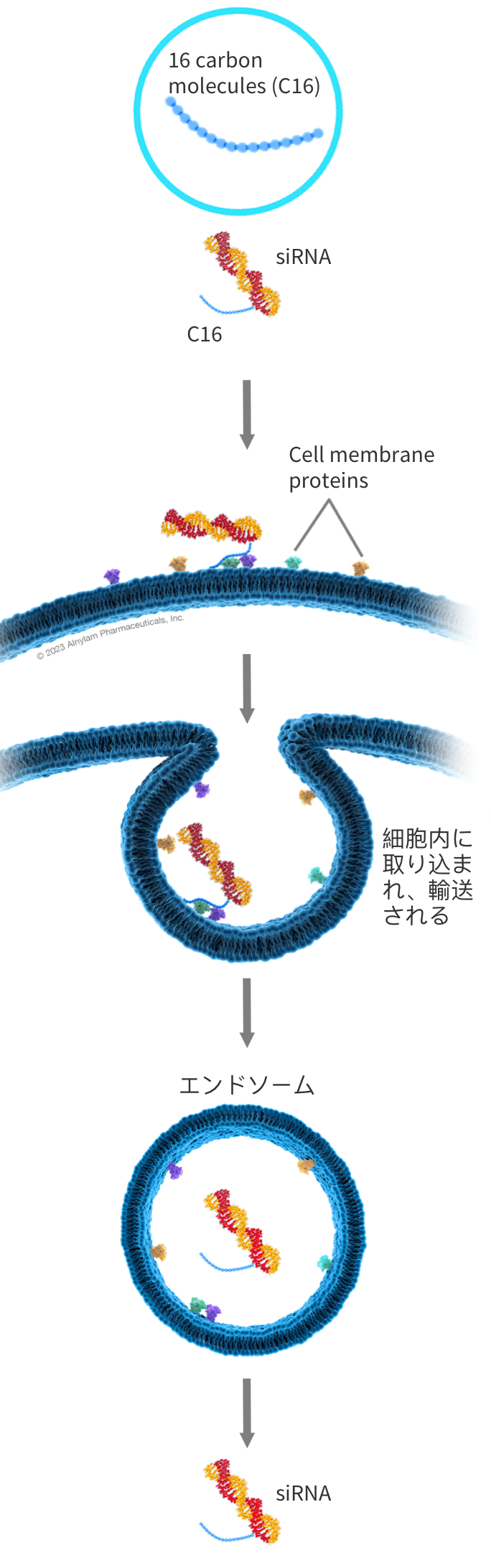 lipid-graphics