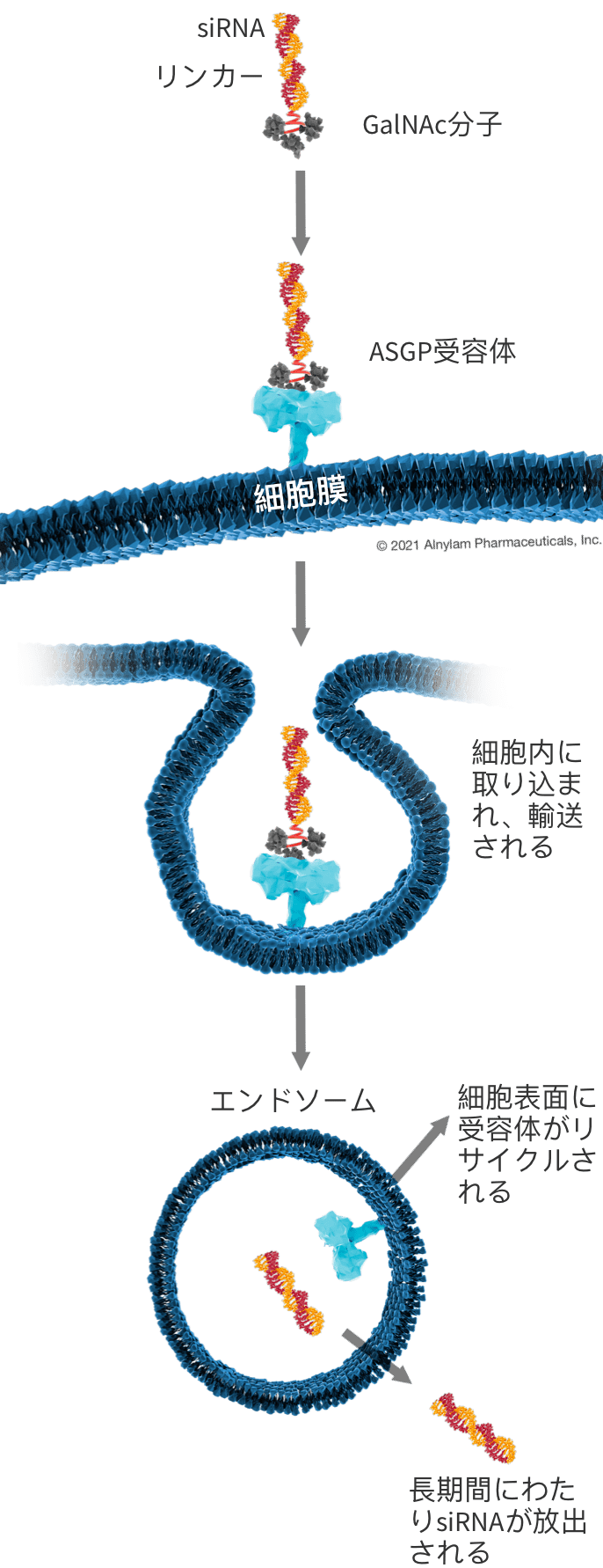 lipid-graphics