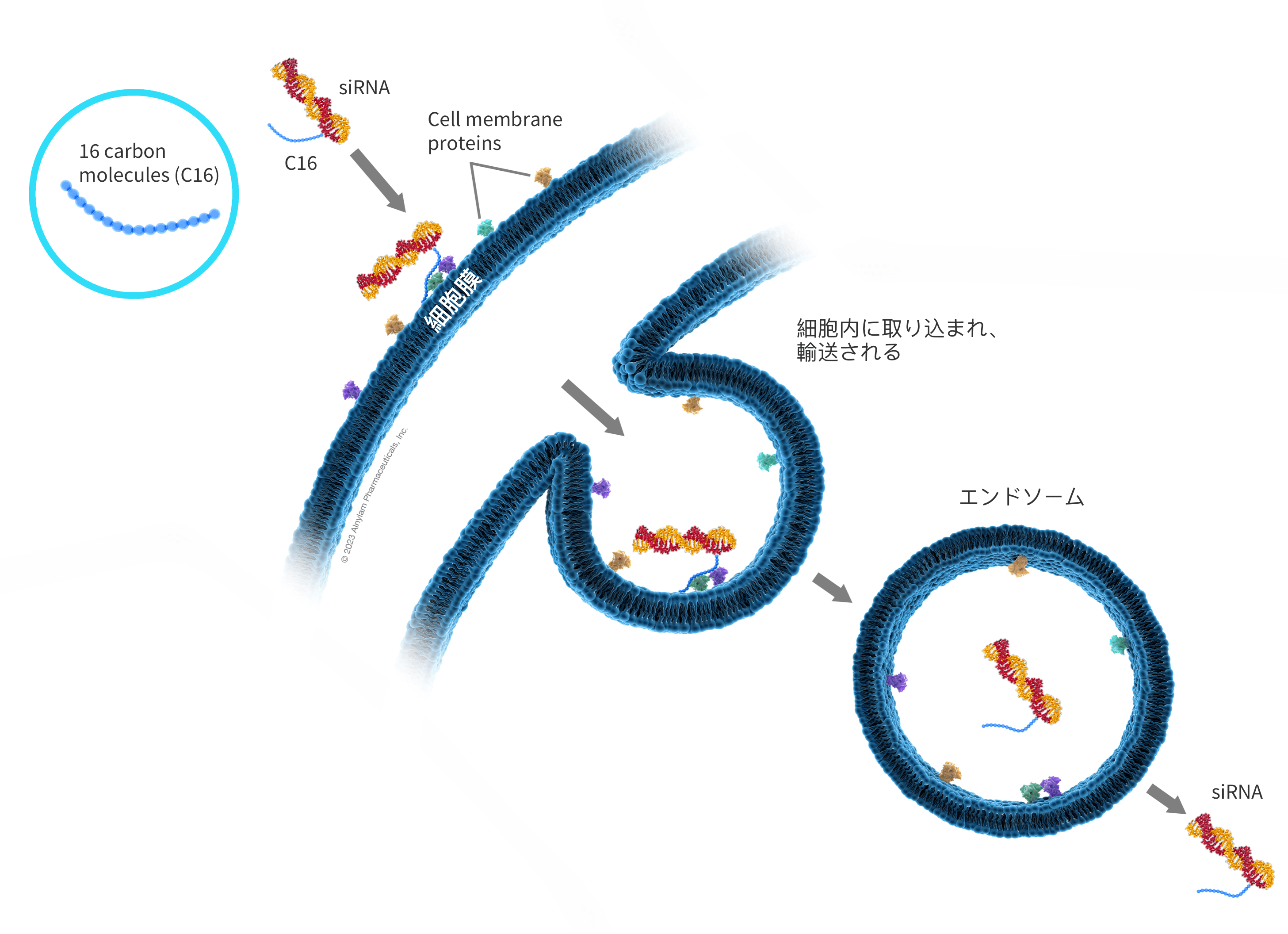 lipid-nanoparticles-graphics